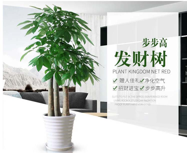 植物租賃公司哪家好?我說(shuō)了不算，您看了這家心里就有數(shù)了 